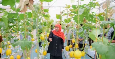 3 Varietas Melon Ditanam di Masjid Al Akbar, Khofifah: Inovasi Kreatif