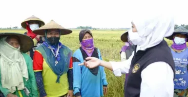 Ngawi Surplus Produksi Beras, Tertinggi di Indonesia, Khofifah: Stok Jatim Aman
