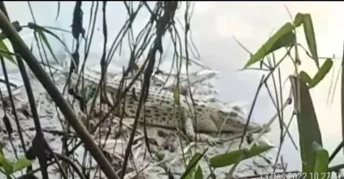 Buaya Muncul di Sungai Bengawan Solo, Bojonegoro, Waspada