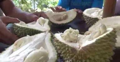 Asyik! Pemkab Jombang Segera Gelar Pesta Durian, Catat Tanggalnya