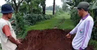 20 Hektare Sawah di Kediri Terendam Banjir Akibat Tanggul Jebol, Petani Pasrah
