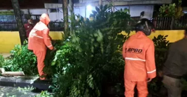 Daftar 10 Pohon Tumbang di Surabaya, Dampak Hujan Lebat Disertai Angin