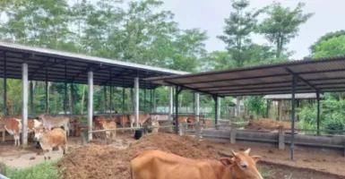 48 Ekor Hewan Ternak di Trenggalek Dilelang, Segera Borong, Waktu Terbatas