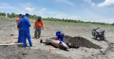 Kondisi Terkini Lumba-lumba 60 Kg Terdampar di Pantai Selatan Jember