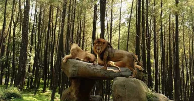 Viral! ini Penjelasan Taman Safari Soal Singa Seruduk Mobil Pengunjung