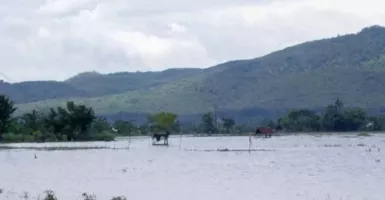Ratusan Hektare Sawah di Situbondo Terendam Banjir, Petani Rugi Jutaan Rupiah