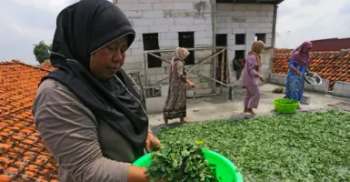 Manfaat Daun Kelor Dahsyat untuk Penderita Diabetes, Harus Dicoba