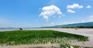 Ratusan Hektare Sawah Terendam Banjir di Situbondo
