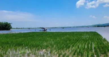 Pemkab Situbondo Sebut 680 Hektare Lahan Pertanian Terendam Banjir
