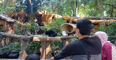 Sepekan Ribuan Orang Sudah Berkunjung ke Kebun Binatang Surabaya