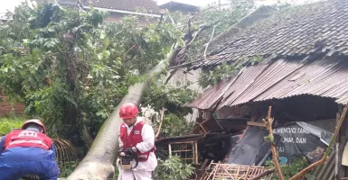 Hujan Deras di Kota Malang Sebabkan Pohon Tumbang, Waspada