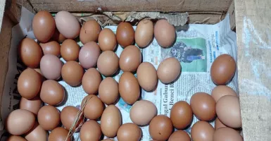 Harga Telur Tak Stabil, Pedagang di Surabaya Pusing