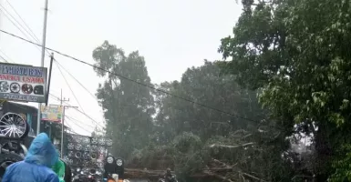 Pohon Tumbang di Malang, Akses ke Kepanjen Sempat Tersendat