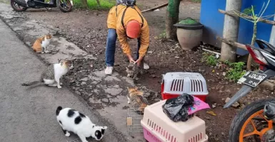 Stray Cats Defender Beri Tips Membeli Kucing di Pasar Hewan