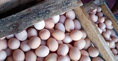 Pedagang di Surabaya Curhat, Harga Telur Membuatnya Merana