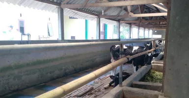 Peternak Sapi Perah di Malang Merana, Produksi Susu Merosot Tajam