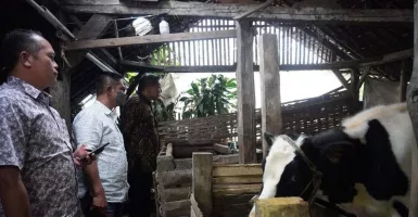 Kabupaten Malang Wilayah Barat Darurat PMK, Jumlahnya Ribuan