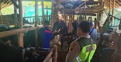 Wabah PMK di Kabupaten Malang Teratasi, Kata Bupati Sanusi