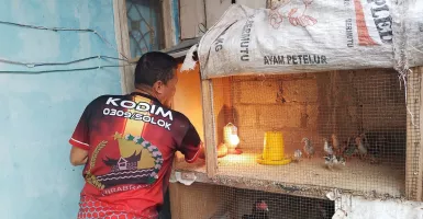 Peternak di Malang Pusing, Harga Pakan Ayam Tak Kunjung Turun
