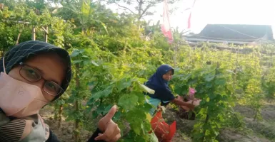 Penuhi Kebutuhan Dapur, Warga Yogyakarta Bikin Kampung Sayur