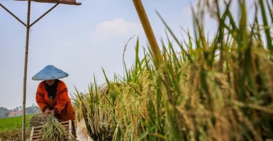 Dikhawatirkan Merugi, Petani Kulon Progo Diminta Tunda Jual Panen