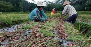Petani Kulon Progo Raup Untung Banyak dari Bertanam Bawang
