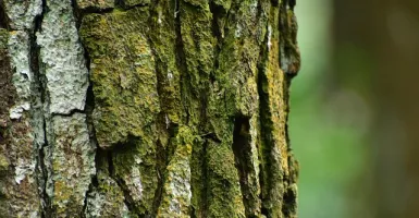 Bukan Kaleng-Kaleng, Ini 6 Manfaat Ekstrak Kulit Kayu Pinus