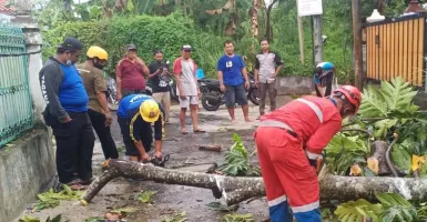 Hujan Disertai Angin Kencang di Sleman, Pohon dan Baliho Tumbang