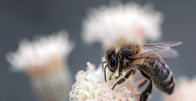 Terapi Sengat Lebah, Ini Manfaat dan Efek Sampingnya untuk Tubuh