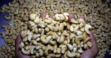 Kacang Mete Kaya Akan Manfaat Kesehatan Tubuh, Intip Yuk