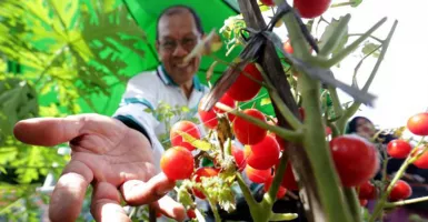 Tomat Cherry Manfaat Kesehatannya Ajaib! Nih Deretannya