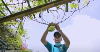 Keren! Warga di Yogyakarta Sulap Gang Kampung Jadi Kebun Anggur