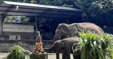 Seru! Bayi Gajah Si Arinta di GL Zoo Yogyakarta Rayakan Ultah
