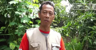 Kisah Sukses Pria di Kulon Progo, Untung Banyak dari Ternak Domba