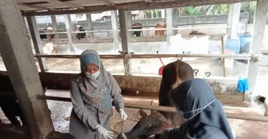 Terpapar PMK, 29 Ekor Ternak di Bantul Dipotong Paksa dan 6 Mati