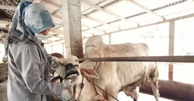 Waduh, 52 Hewan Ternak di Sleman Mati Usai Terpapar PMK