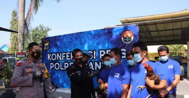 Polisi Gerebek Judi Sabung Ayam di Bantul, 35 Orang Ditangkap