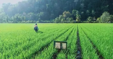 Pertanian Tergerus, DPRD Yogyakarta Usul Beli Tanah Luar Kota