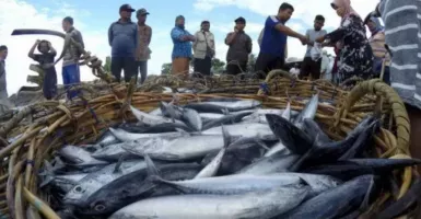 Kulon Progo Catat Produksi Ikan Tangkap Baru Capai 1.331 Ton