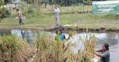UMY Kembangkan Teknologi Padi Apung, Panen Petani Bisa Terjaga