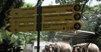 Sambut Libur Imlek, GL Zoo Yogyakarta Tambah Koleksi Monyet Jambul!