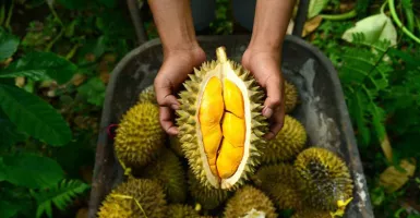 Gelar Even Heboh Buah, Kulon Progo Panen Raya Durian