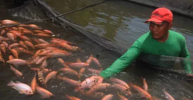 Produksi Ikan di Sleman Melimpah, Kebutuhan saat Ramadan Tercukupi