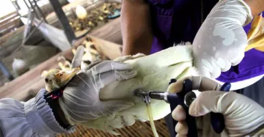 Waspada Flu Burung, Yogyakarta Perketat Lalu Lintas Unggas