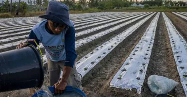 Petani di Kulon Progo Mengeluh Kesulitan Mendapat Pupuk Subsidi