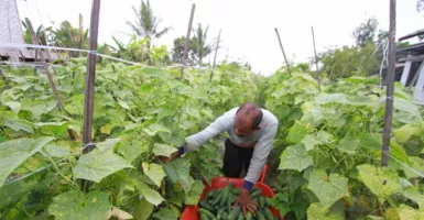 Petani di Gunungkidul Bikin Agrowisata Petik Timun untuk Tekan Kerugian