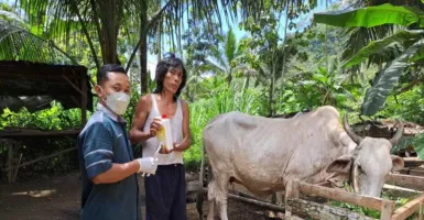 Vaksinasi Hewan Ternak di Zona Merah Antraks Gunungkidul Dipastikan Selesai