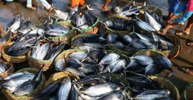 Tempat Lelang Ikan Berbasis Wisata Akan Dibangun di Kulon Progo
