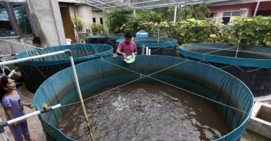 Sleman Imbau Petani Ubah Pola Budi Daya Ikan untuk Menekan Kerugian
