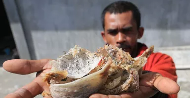 Sarang Walet Jadi Tulang Punggung, Pajak di Bawah 25 Persen